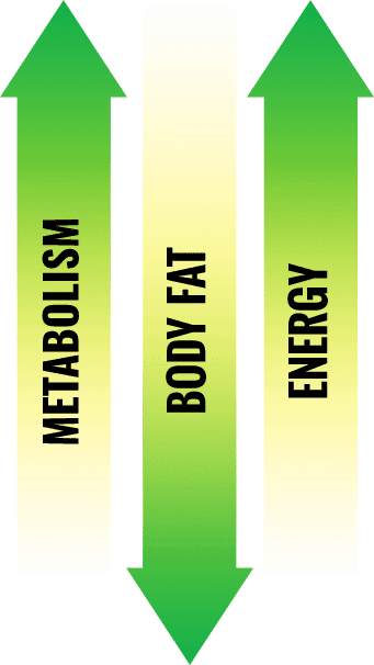 Metabolism, Body Fat, and Energy